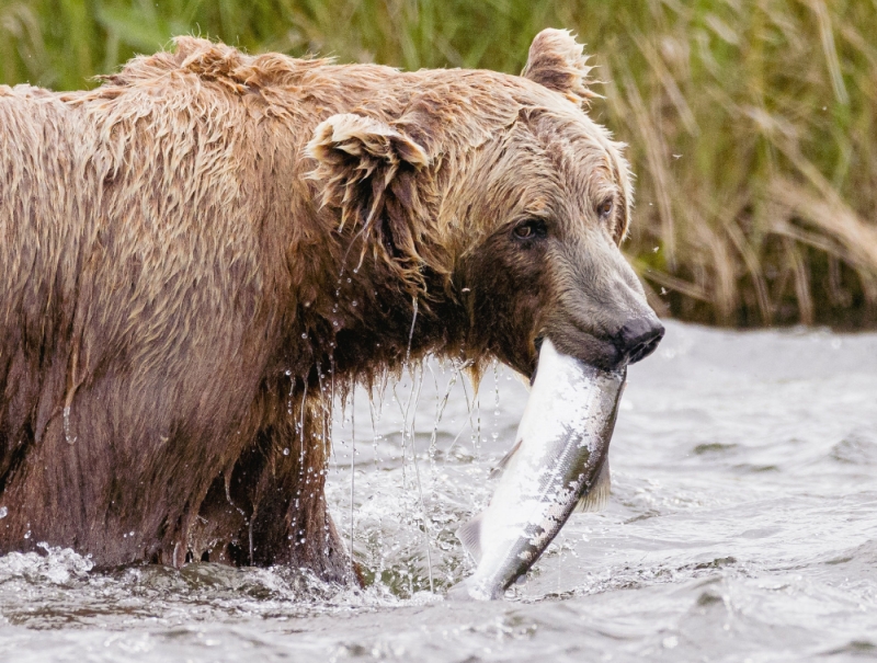 kodiak bear viewing